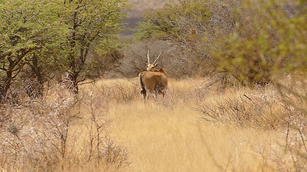 Shot placement - Eland