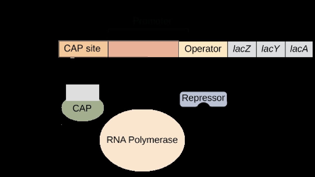 LAC OPERON EASY: Lactose Metabolism @pcbbyankitsir