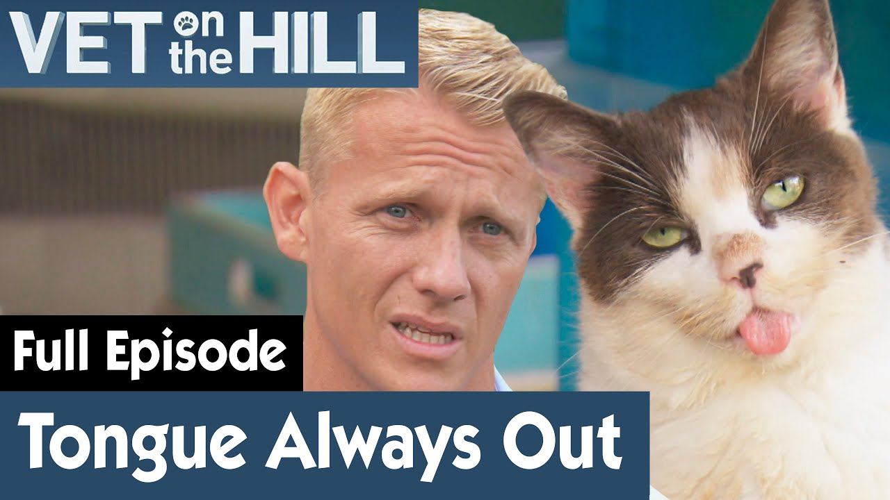 🐱 Cat Permanently Has Its Tongue Out | FULL EPISODE | S02E09 | Vet On The Hill