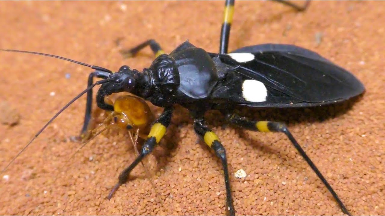 巨大アサシンバグが群れるケージに大量のゴキブリを投入