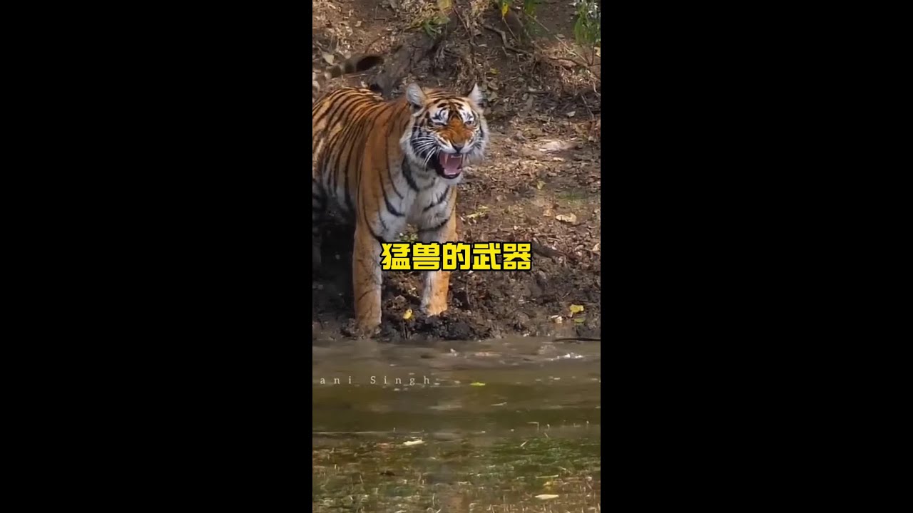 武裝到牙齒的大型猛獸雄獅和老虎#解說版動物世界 #野生動物零距離 #老虎