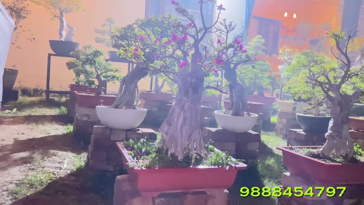 Bougainville Bonsai Plant Available || With Affordable Price || BonsaiGardenNursery || Contact Now 👇