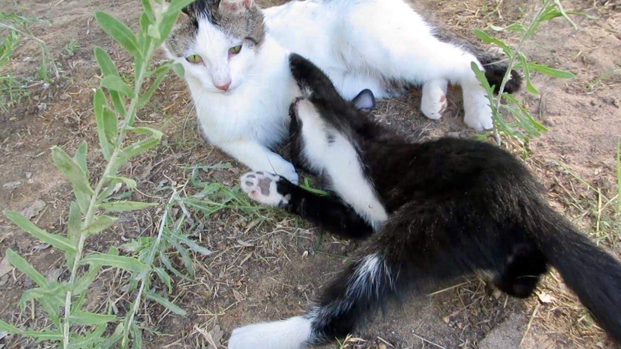 Our Cute Cats #372 - Kitten Shadow Puma Plays With His Mommy Matilda The Cat
