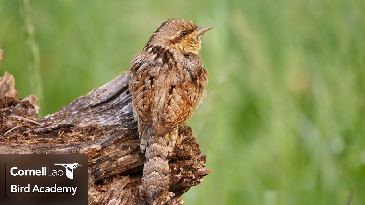 Meet the Eurasian Wryneck