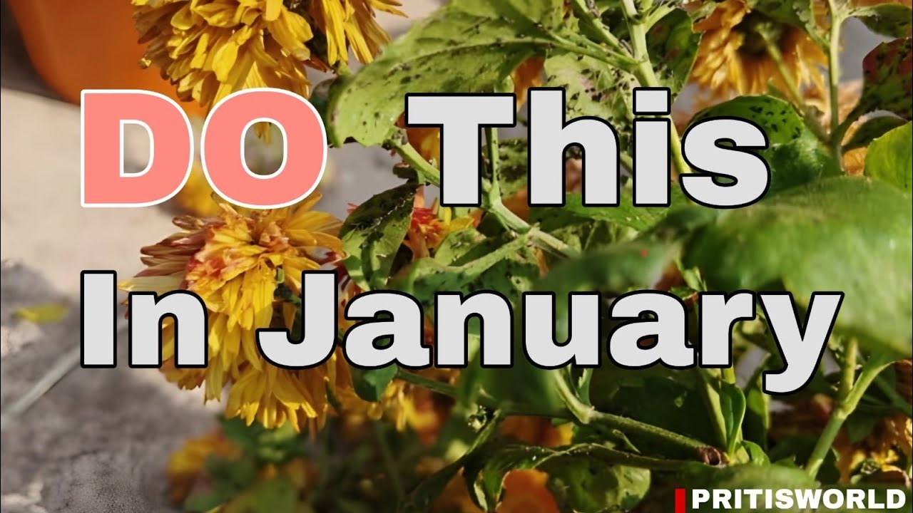 January me karen Jaruri kaam 🪴🌿