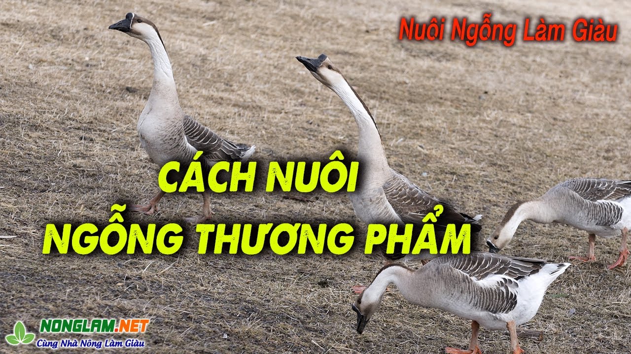 Kỹ Thuật Nuôi Ngỗng Thịt Toàn Tập từ Nuôi Ngỗng Con