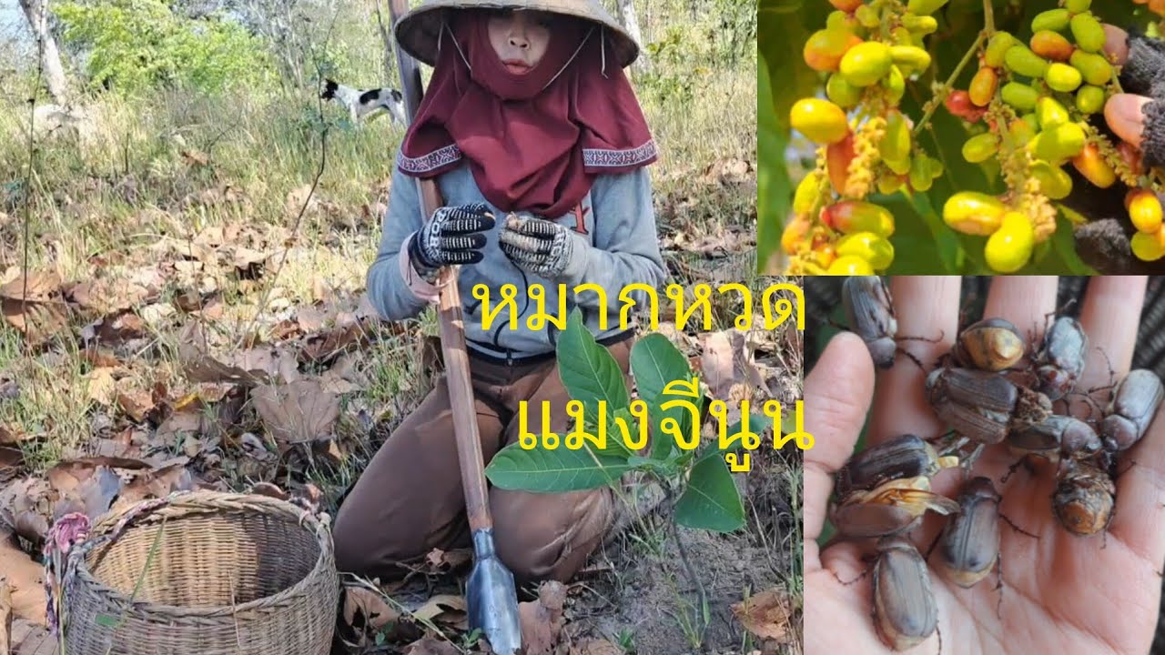ขุดแมงจีนูนครั้งแรกของปี