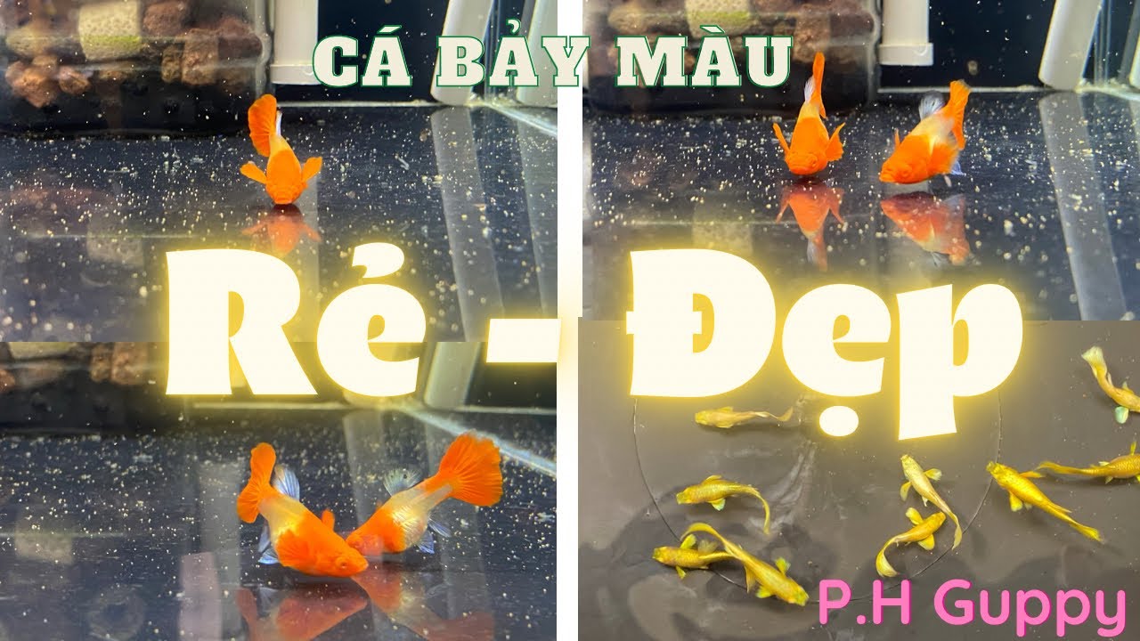 Các dòng CÁ BẢY MÀU tại P.H Guppy #17/7 #cabaymau #guppy #P.HGuppy