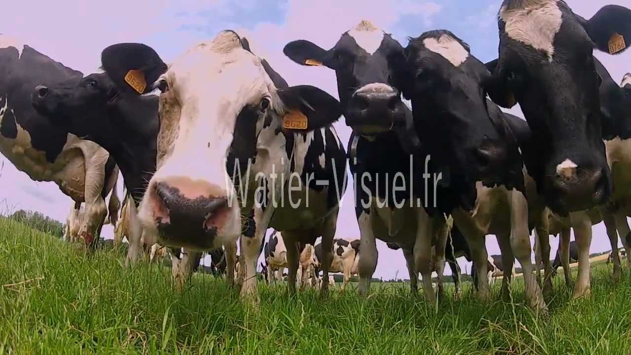 Troupeau de Vaches laiti&egrave;res Prim Holstein sur prairie.mp4