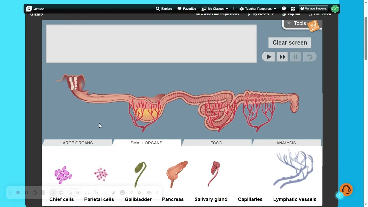 Digestive System Simulation Explained | Design Your Own Digestive Tract