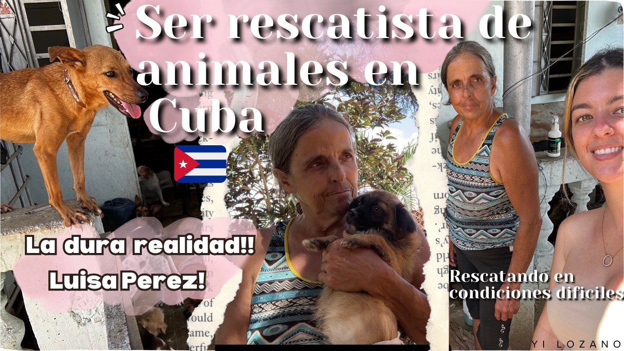 🐾La realidad y el dolor de ser Rescatista de animales en Cuba🇨🇺. Hacen hasta lo imposible por ellos!