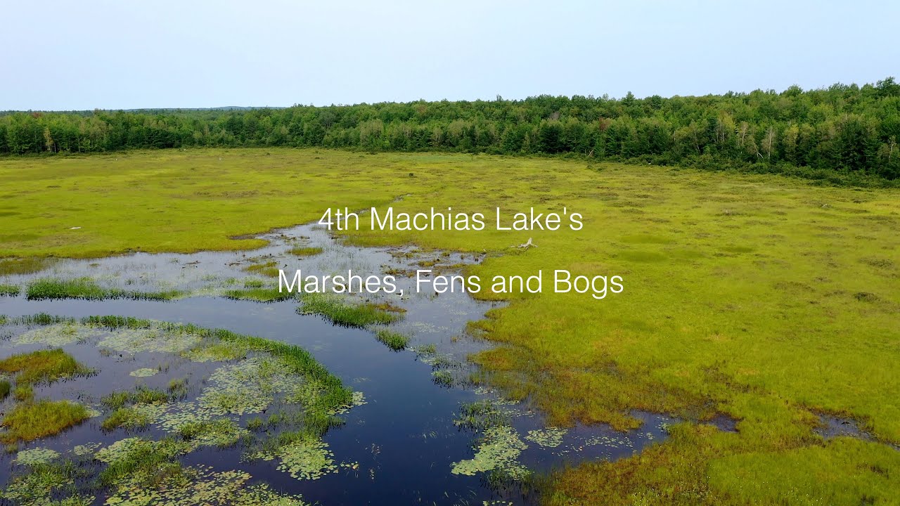 4th Machias Lake's Marshes, Bogs and Fens 92221