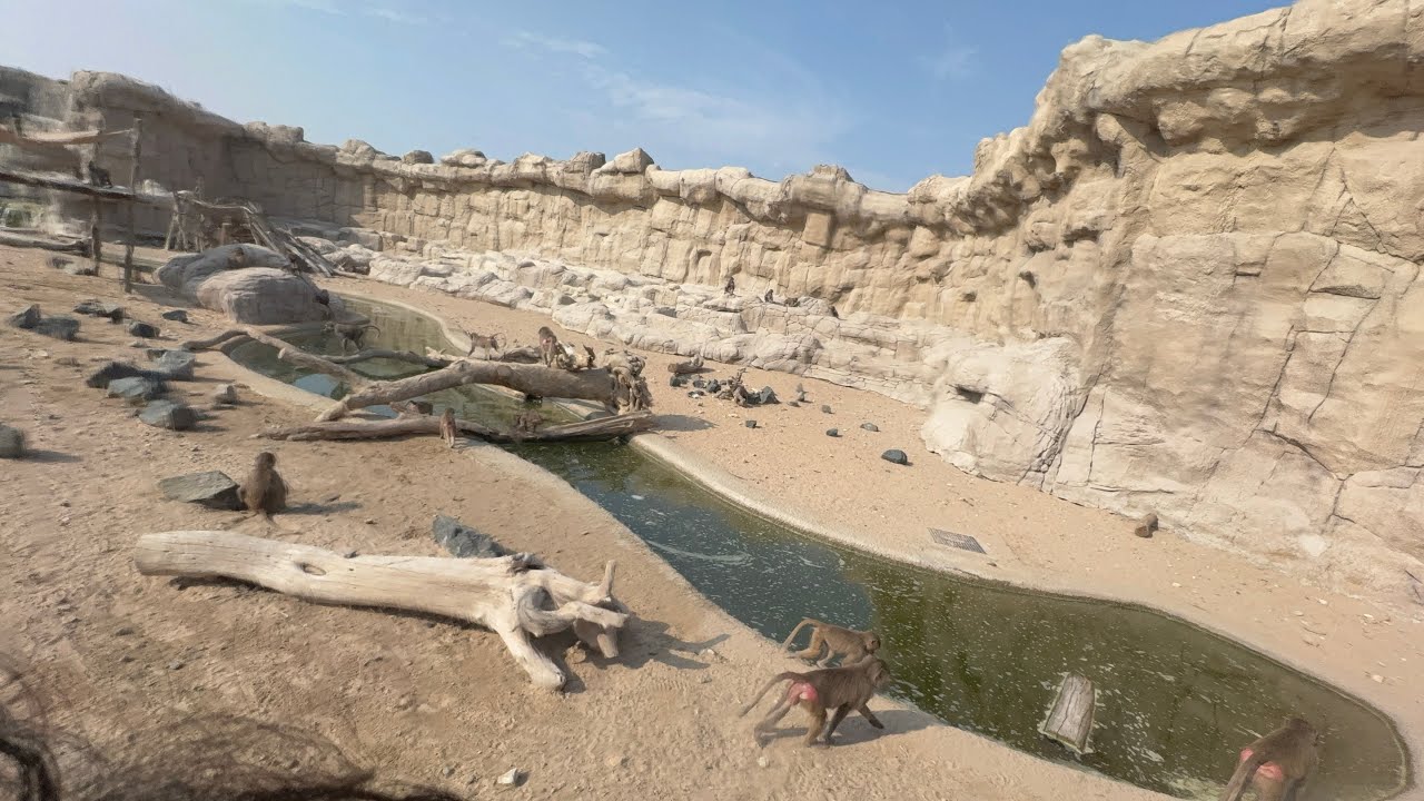 Dubai Safari Park Explorer Safari Tour | Complete Guide, Animals