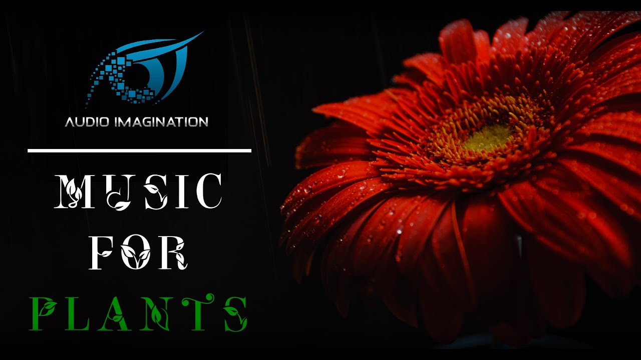 Music for Plants! 🌱 Plant Growth Music! - Maximize Your Plants Potential and Overall Health!