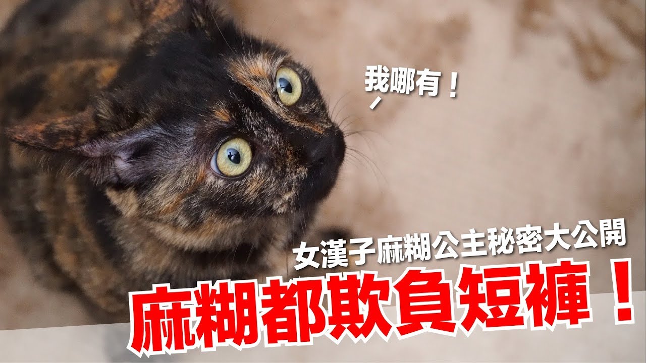 麻糊超皮！小公主秘辛大公開【好味貓日常】EP29