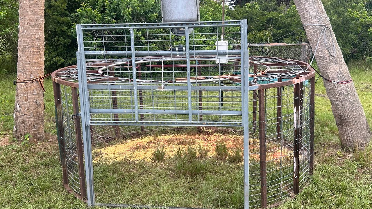 Full Draw Wild Hog Removal / Trapping in Brevard County!