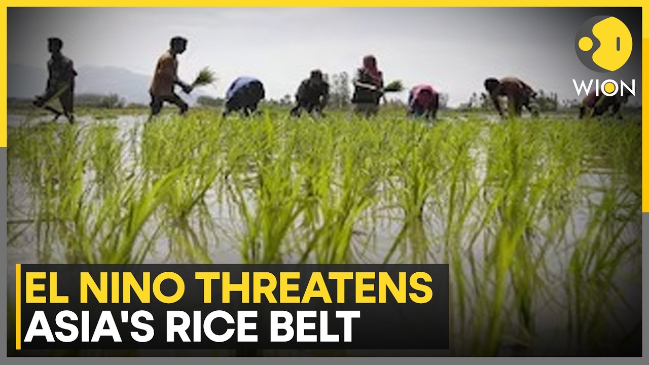 El Nino Weakens Weakens Monsoon Across Asia; Rice Supplies Face Climate Pressure | WION News