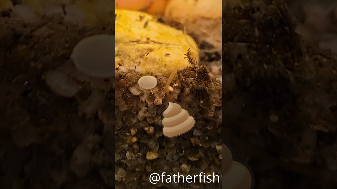 Tiny Worms in Your Tank? Here&rsquo;s Why You Shouldn&rsquo;t Panic!