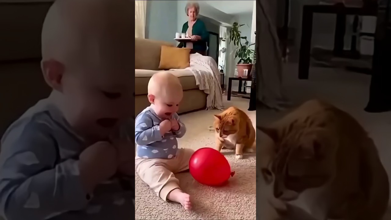 Scared Cat + balloon + laughing kid 😂