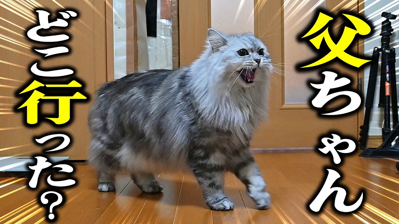 お留守番中の猫の姿を見たら切なくなりました（涙…）