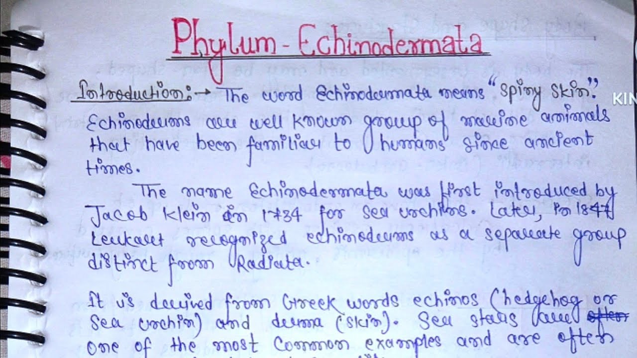 Phylum Echinodermata| General Characteristics Of Phylum Echinodermata| BSc 1st Year | Zoology |
