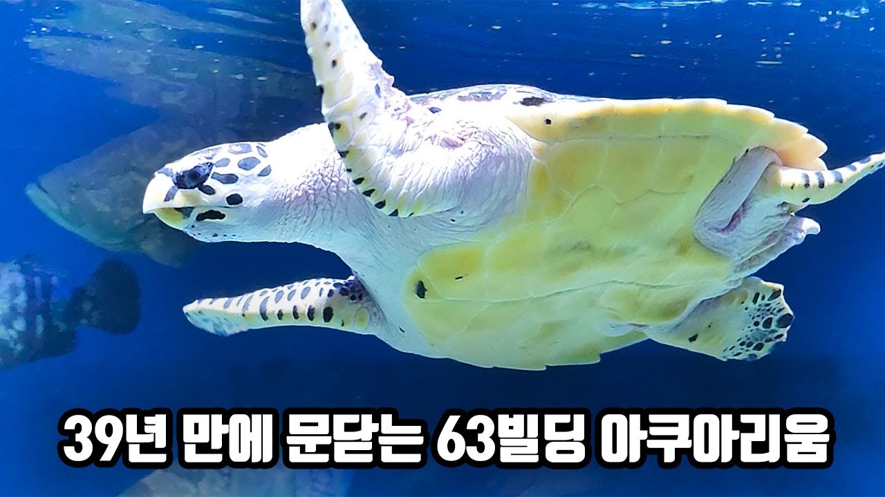 1985년 개장해서 39년 만에 문을 닫는 방문객 9000만명의 국내 최고령 아쿠아리움에 다녀왔습니다 !