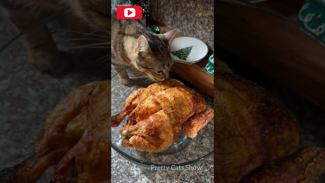 Кошки. Смешные видео с кошками.