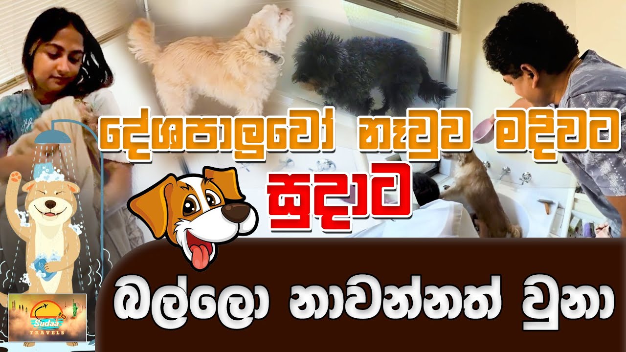 දේශපාලුවෝ නෑවුව මදිවට සුදාට බල්ලො නාවන්නත් වුනා | SUDAA TRAVEL |