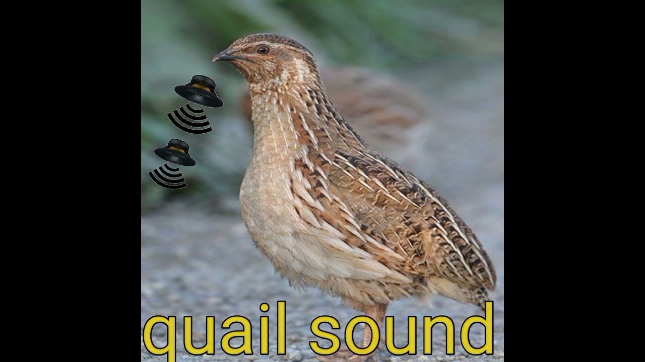 Quail Sound // batair ki awaz // quail sound 000006