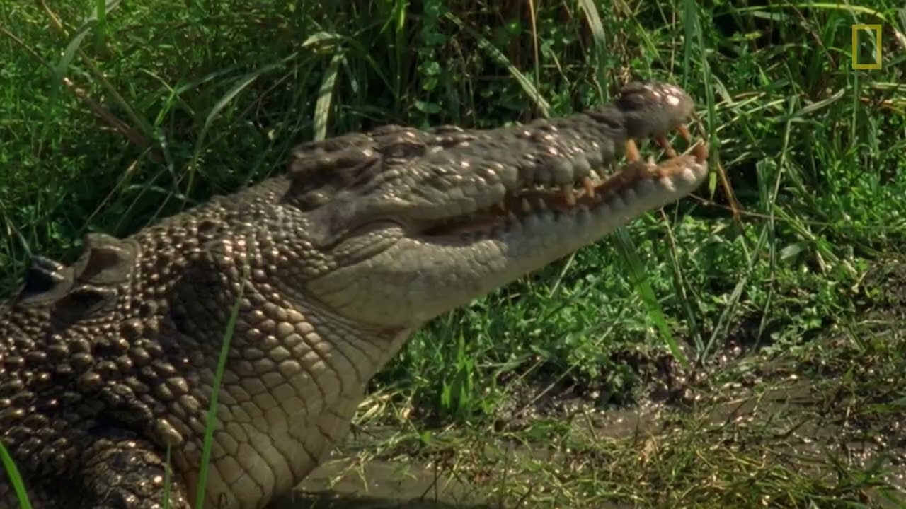 Due imponenti esemplari di coccodrillo lottano per la supremazia del territorio