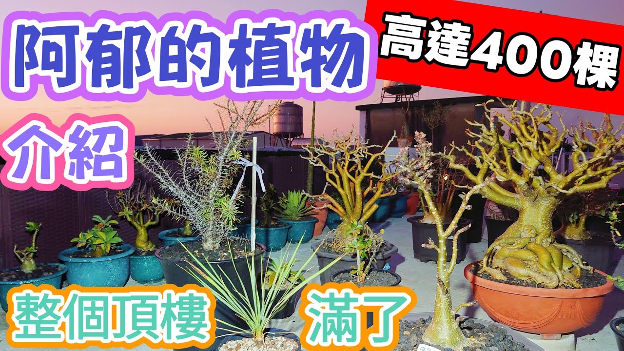 ［跟著阿郁逛］空中花園植物介紹#塊根#塊根植物#龍舌蘭#多肉植物#多肉#盆景#盆栽#沙漠玫瑰#花園#植物#植物燈#生活#有趣#開箱#療癒#鹿角蕨#觀葉植物#花市#園藝#田尾#教學#花#栽培#秘訣#日常