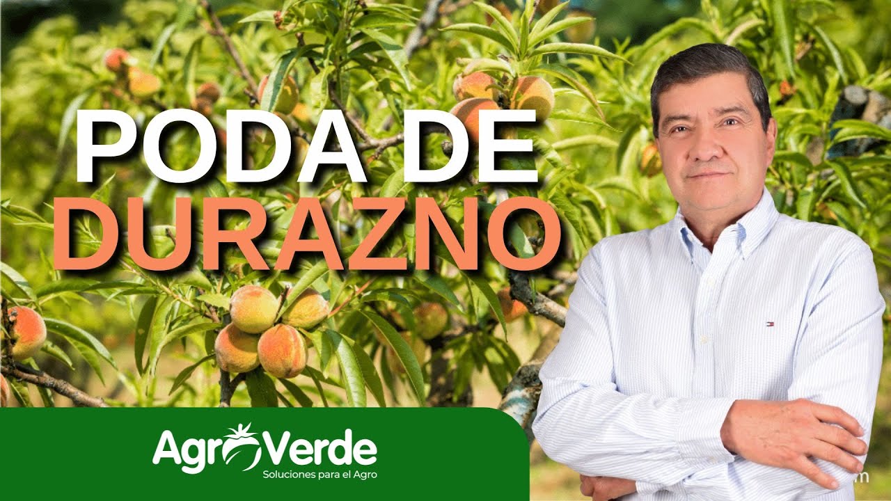 🍑✂️ Poda de Durazno: ¡Clave para una Gran Cosecha! 🌿🌞