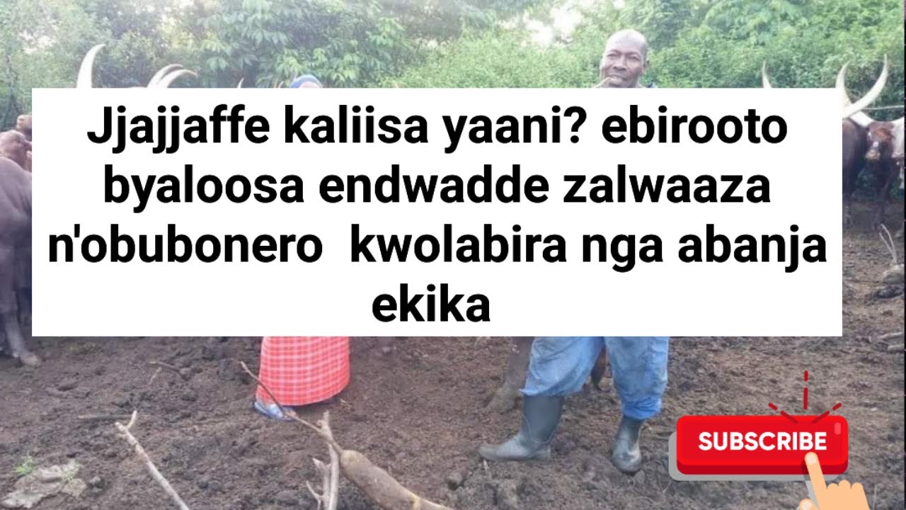 Ebikwaata ku Jjajjaffe Kaliisa ebirooto byaloosa, endwadde zalwaaza n'obubonero kwolabira nga abanja