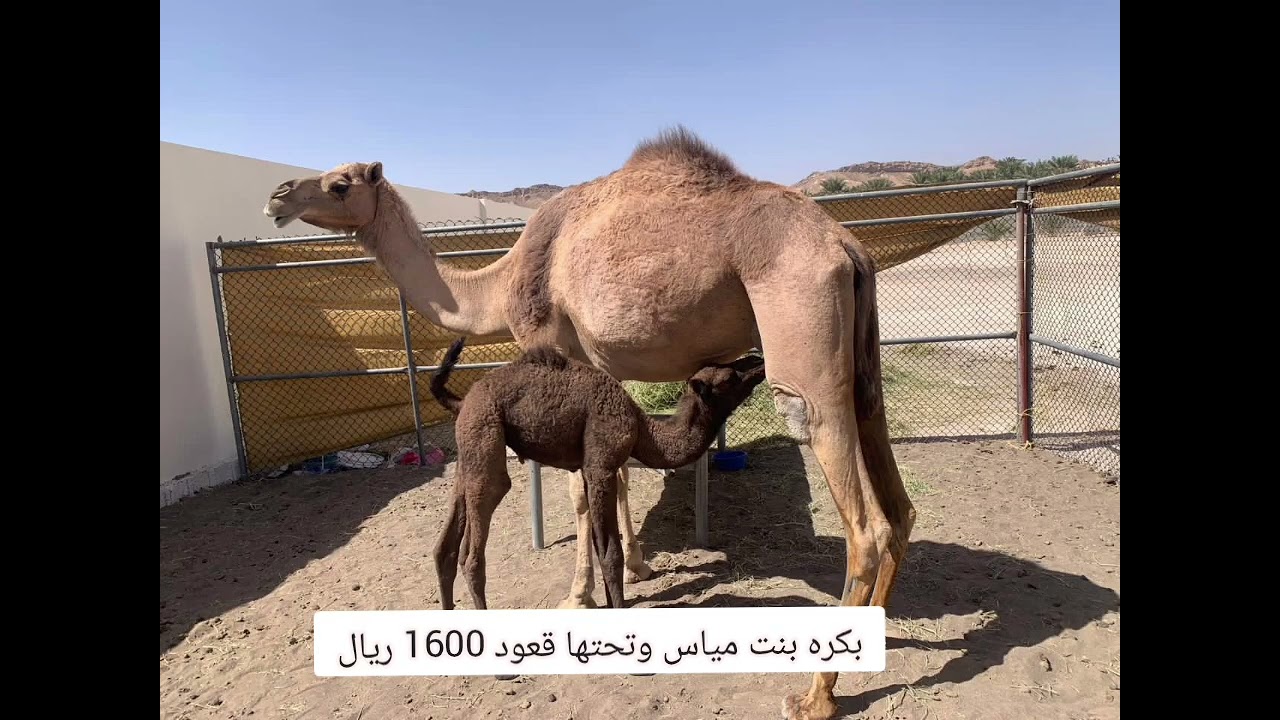 ٦ مارس ٢٠٢٦