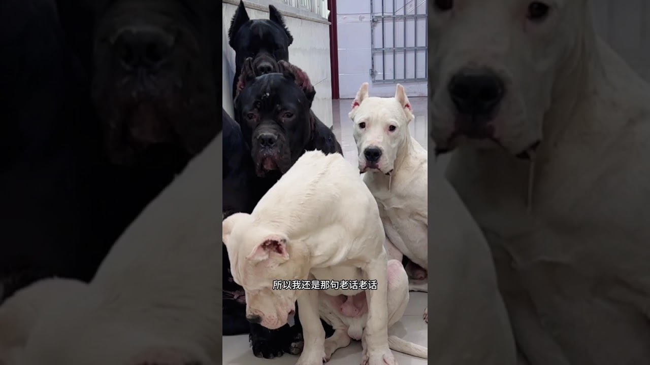 Happiness was put in solitary confinement and the dogs gathered around...#Daily records of