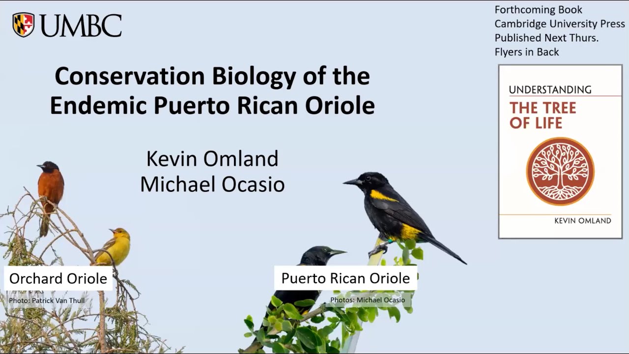 Conservation Biology of the Endemic Puerto Rican Oriole: Kevin Omland and Michael Ocasio