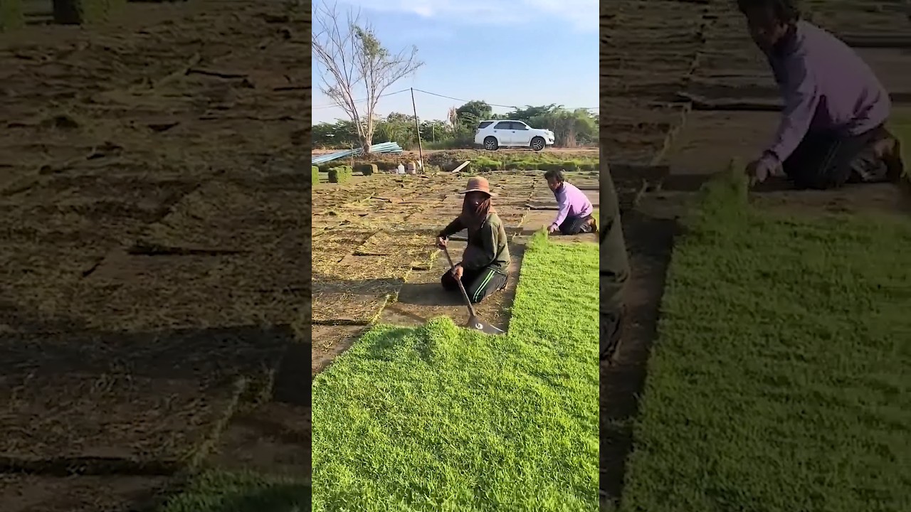Green grass harvesting technique using a flat cutting shovel #shorts