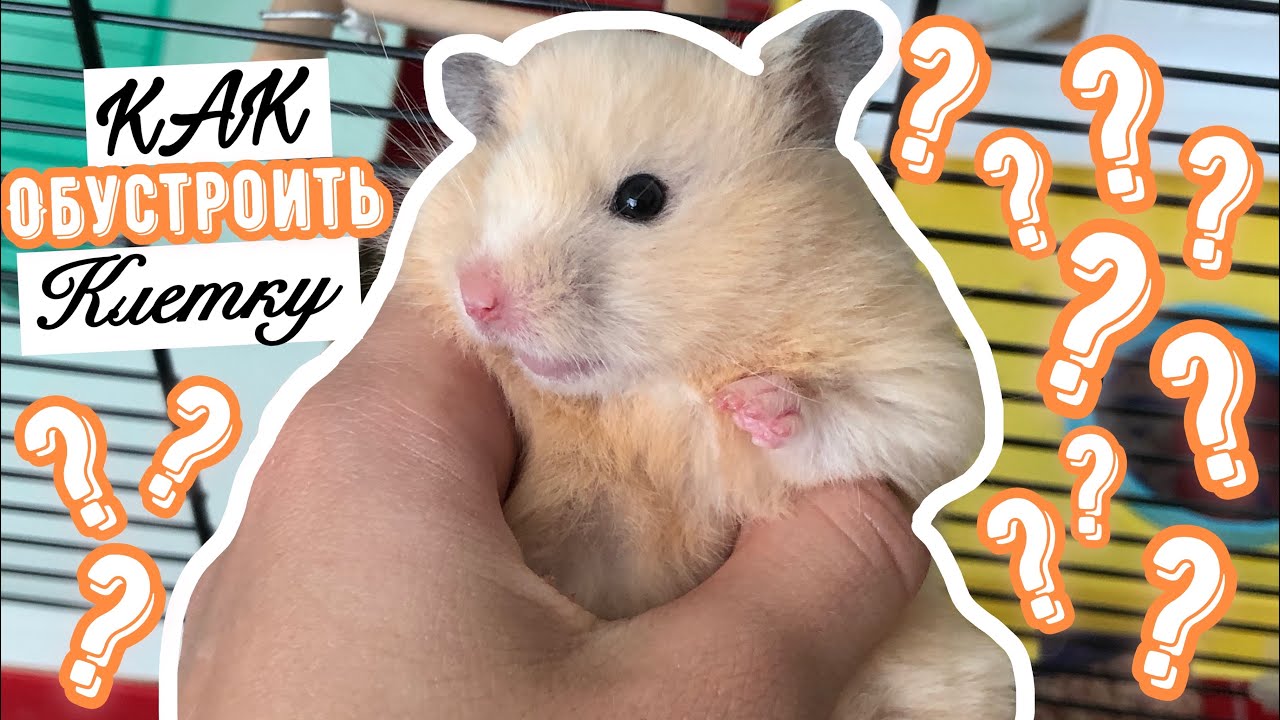 Как обустроить клетку хомяку|что должно быть в клетке у хомяка|СВИНКИ с МОРЯ