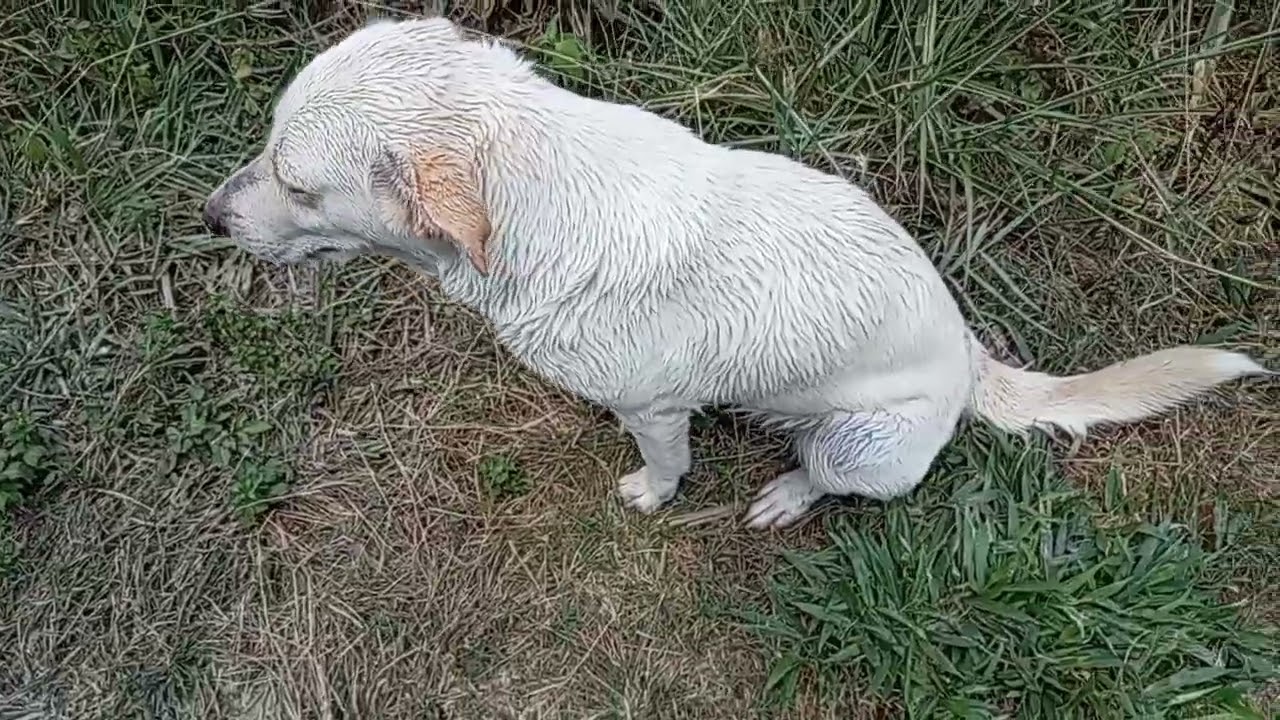 ยายอาบน้ำให้โชค​ #สุนัขแสนรู้ #สุนัขน่ารัก #เลี้ยงสุนัข #มีความสุขกับการเลี้ยงสัตว์