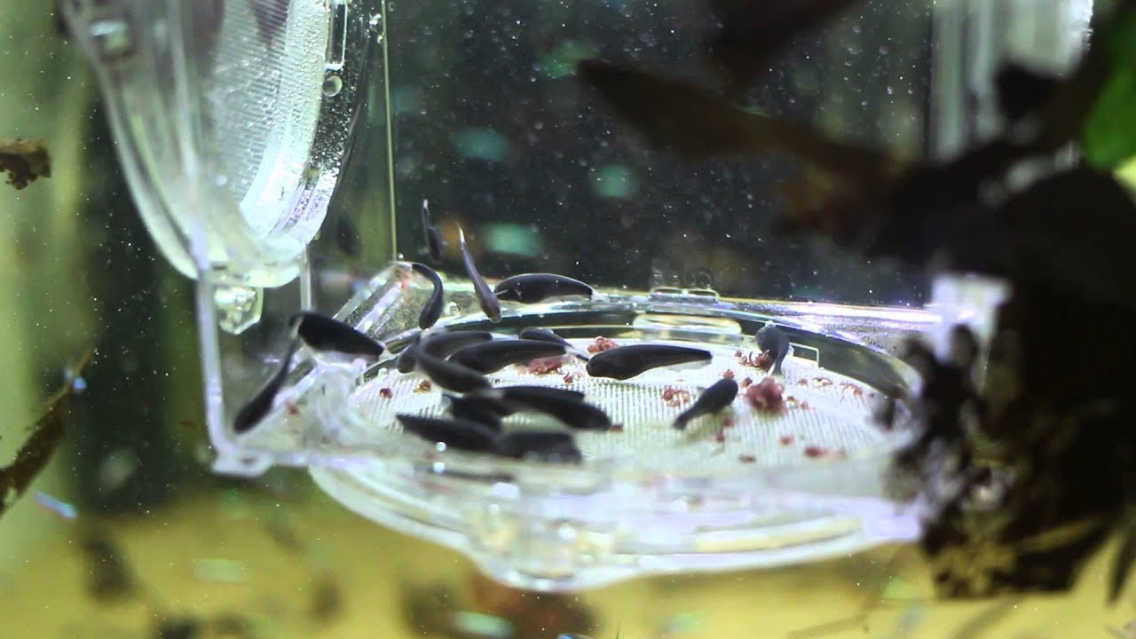Чёрный нож  Apteronotus albifrons Часть 5 . Мои золотые рыбки в пруду . В Кораблино карась КЛЮЁТ !!!