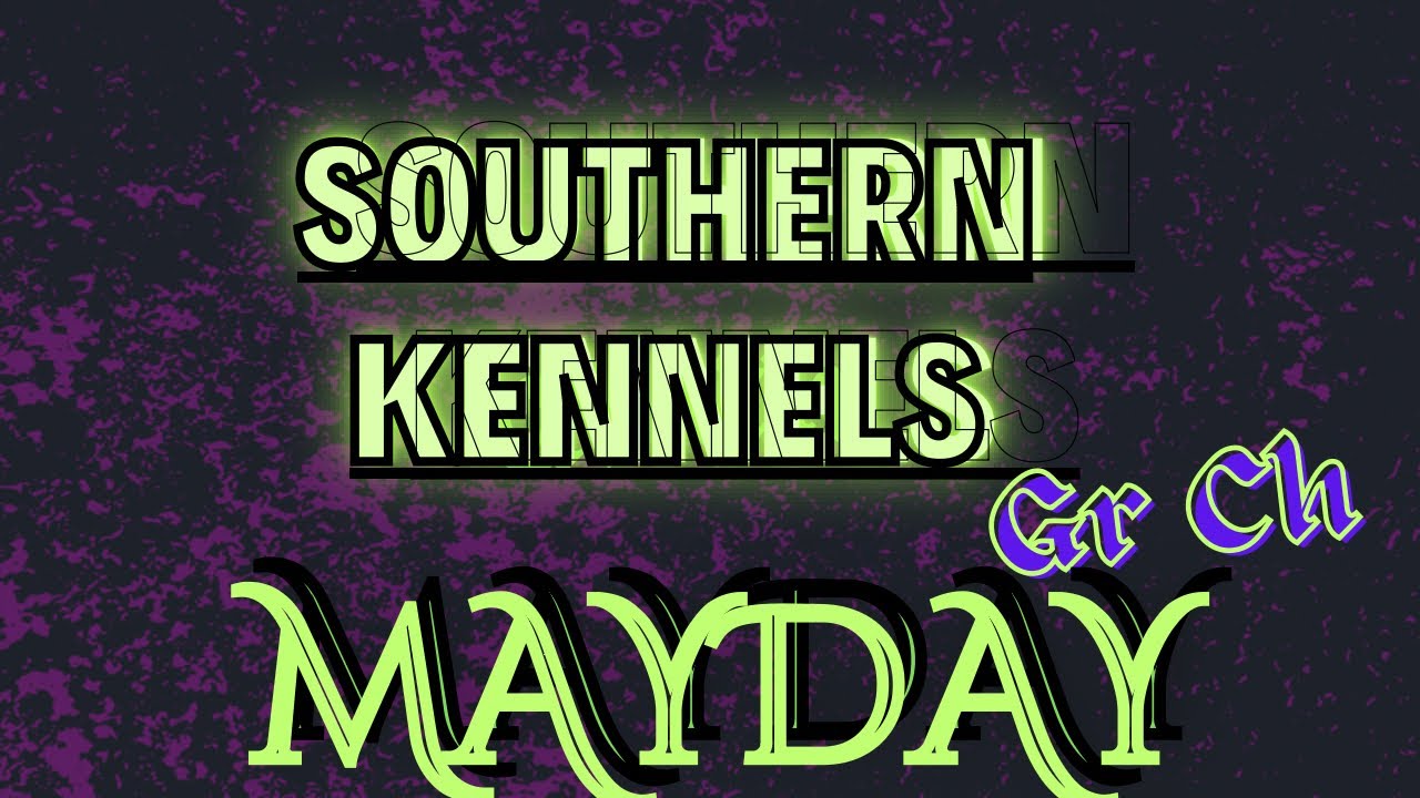 Southern Kennel's GR CH Mayday