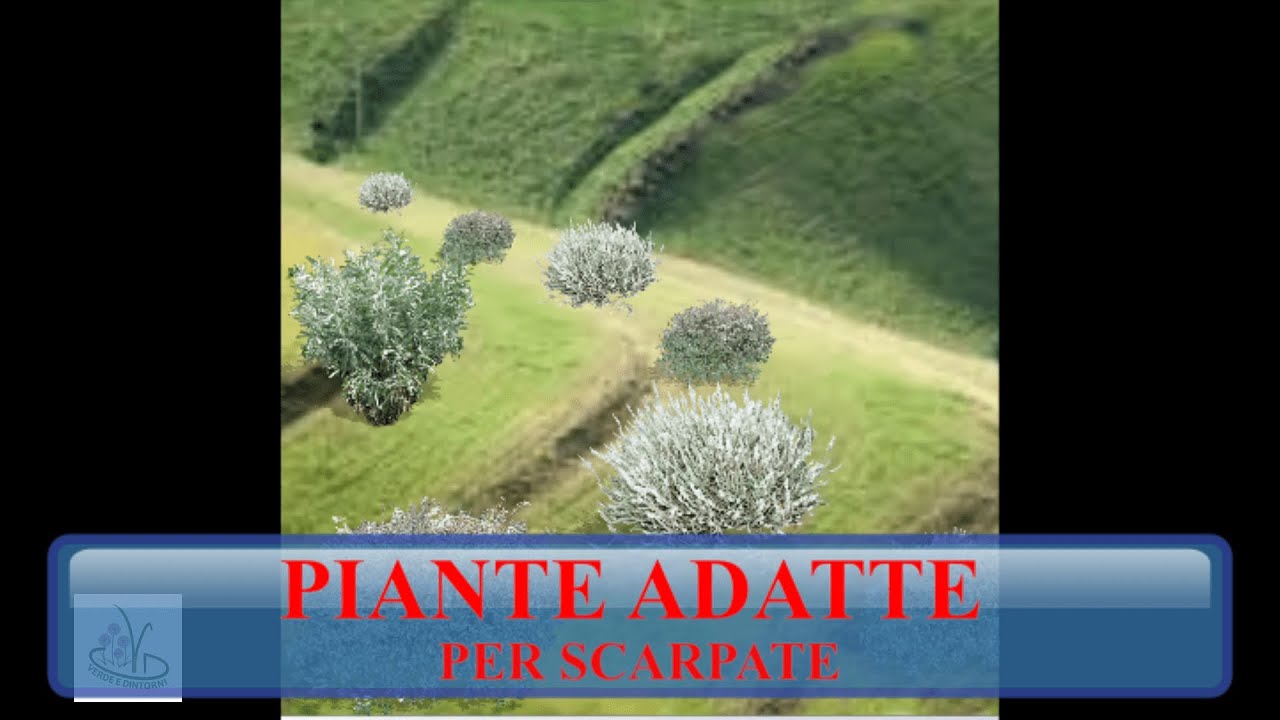 Piante per scarpate