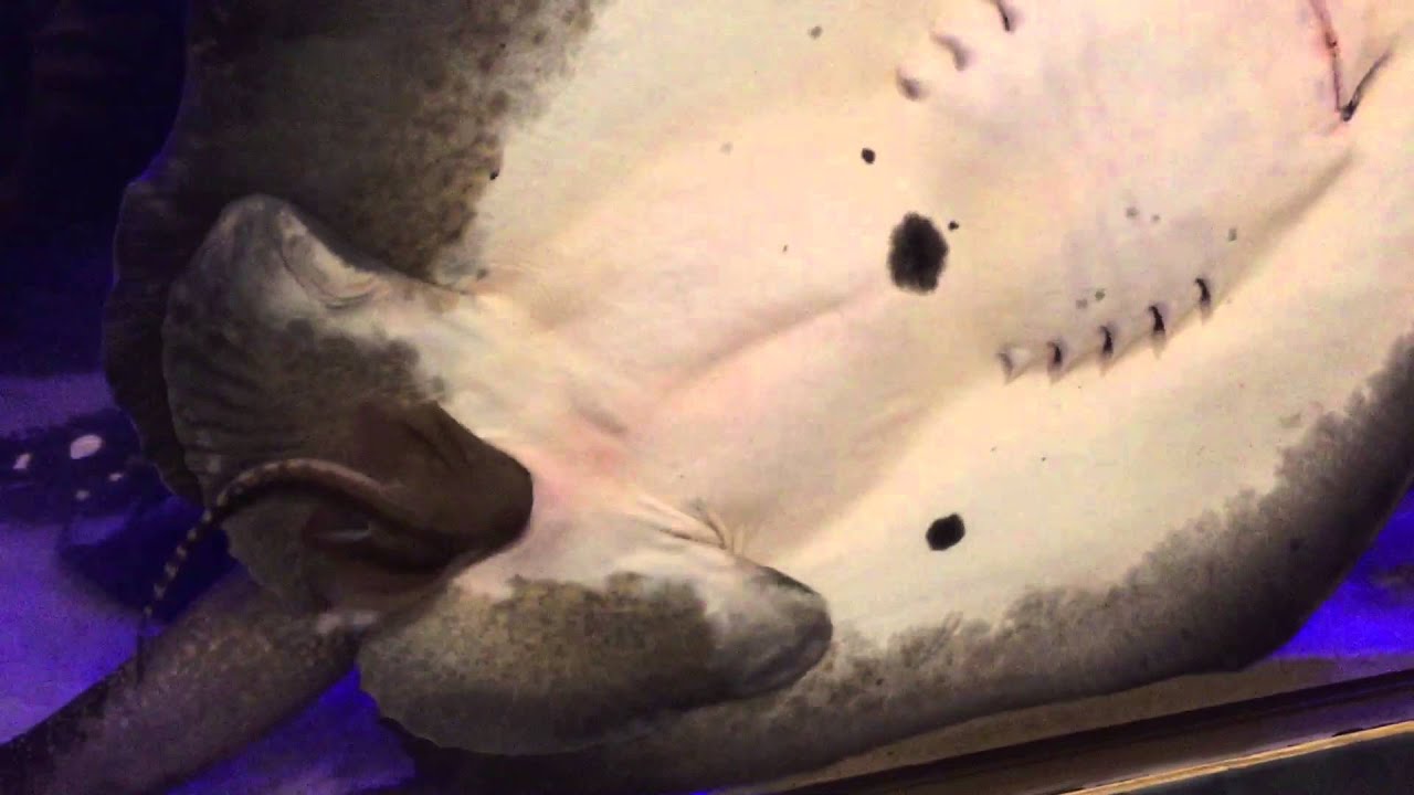 Motoro Stingray Giving Birth