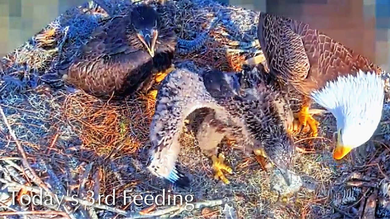#331🦅Brutus🐥48° & Peanut🐥43°／Winter Park Eagle Nest 2026／Against All Odds:One-Eyed Mom／Wink💗Atlas