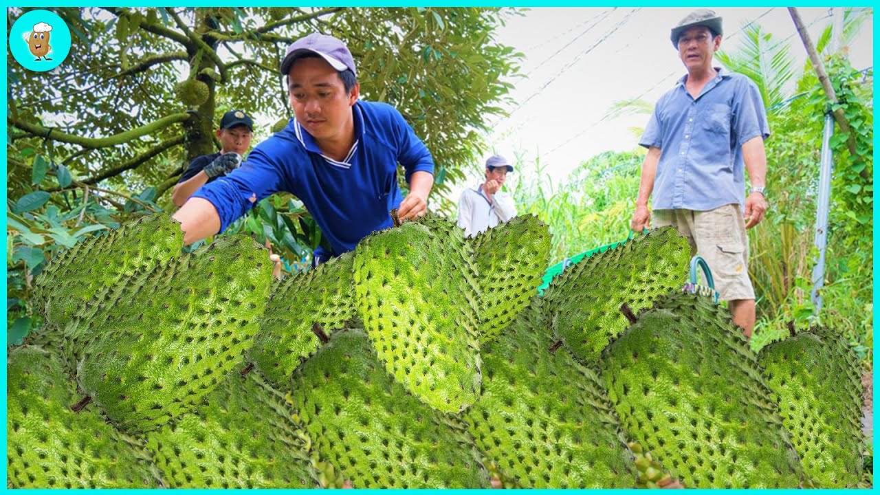 How To Harvest And Process Millions Of Soursop Fruits | Modern Agriculture
