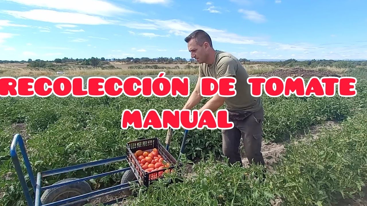 Como recolectar tomate ecológico!!Verdura Vital