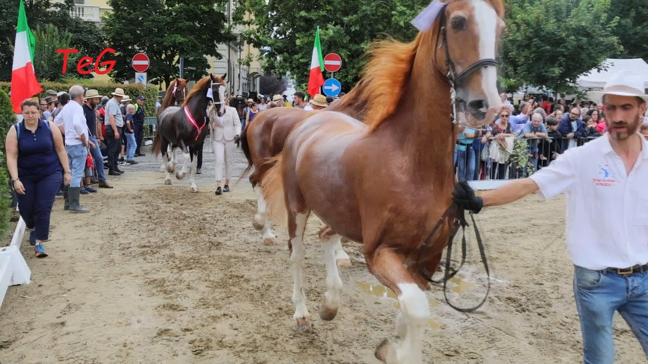 Parate delle briglie in piazza Rondolino - San Savino Ivrea 2024