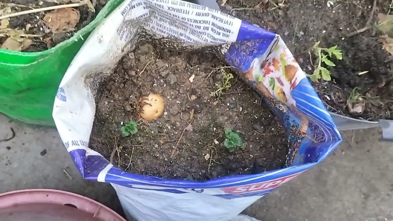 छोटा सा एक गार्डन का टूर औरहार्वेस्टिंग 🍅🍅🥬👈👍