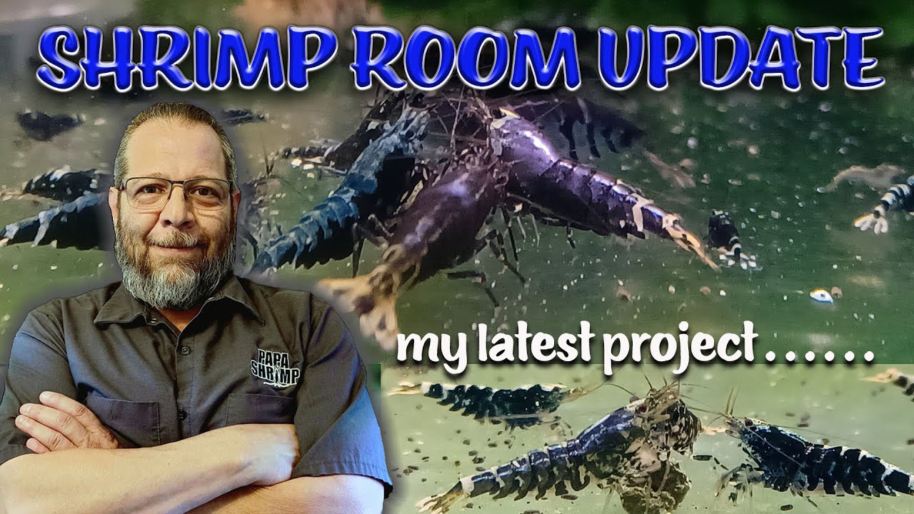 SHRIMP ROOM UPDATE - Latest breeding and selection projects with Black Galaxy Caridina Shrimp