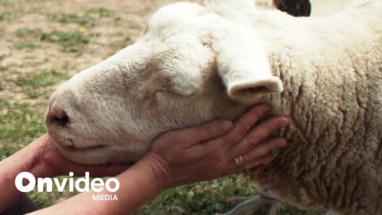 HUHA | Edelweiss the Blind Sheep